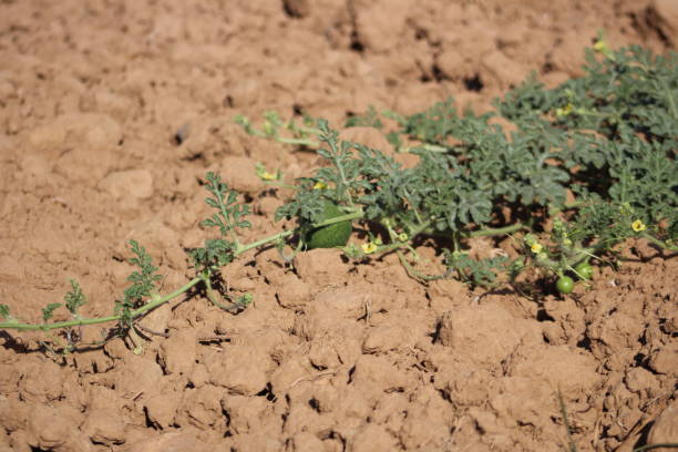 istock Watermelon fruit and plant in soil. 1419221803