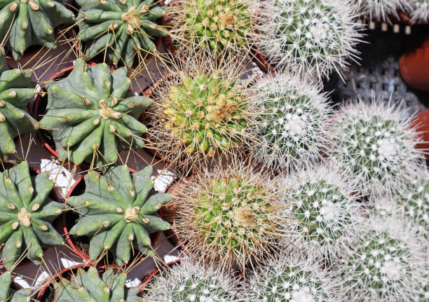 Cactus plants in pots outdoor