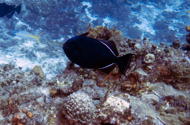 A Black Durgon (Melichthys niger) in Cozumel, Mexico
