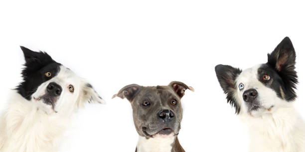 istock group of head dog looking down isolated on white 1419225348