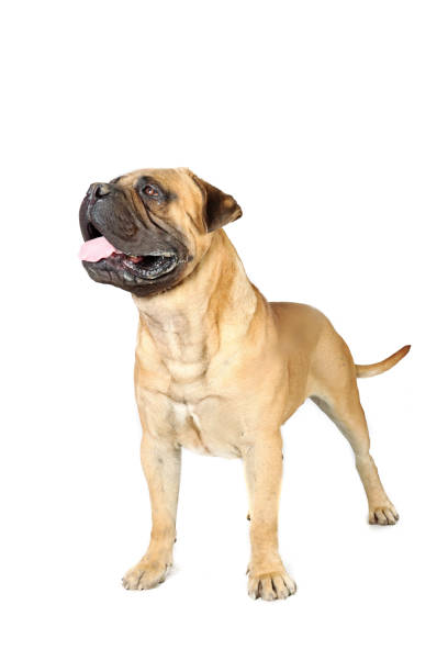 istock adult dog 1419225497