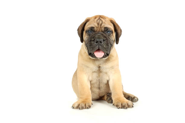 puppy isolated on white bullmastiff puppy isolated on white background mastiff stock pictures, royalty-free photos & images