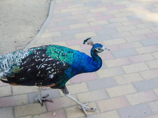 istock Peacock at the zoo in summer 1419225929