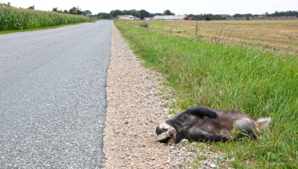 istock Adult European Badger (Meles meles), roadkill 1419226693