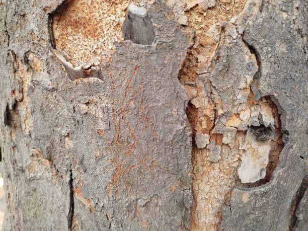 istock abstract bark texture on the roadside taken close 1419227126
