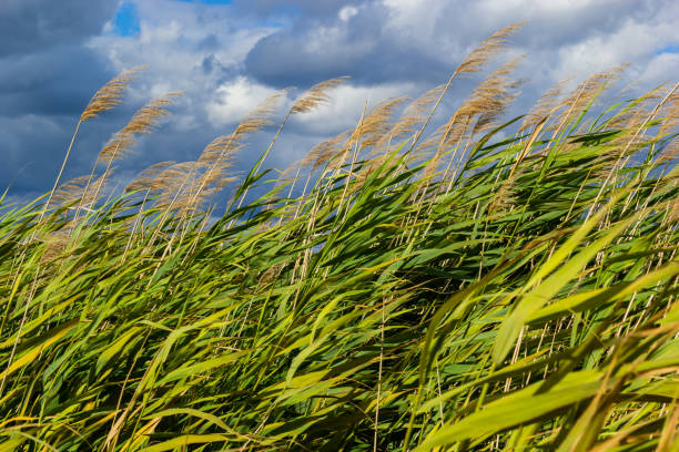 caña común phragmites australis. matorrales de troncos secos y esponjosos de caña común sobre el fondo del cielo azul de otoño. primer plano. concepto de naturaleza para el diseño - carrizo común fotografías e imágenes de stock