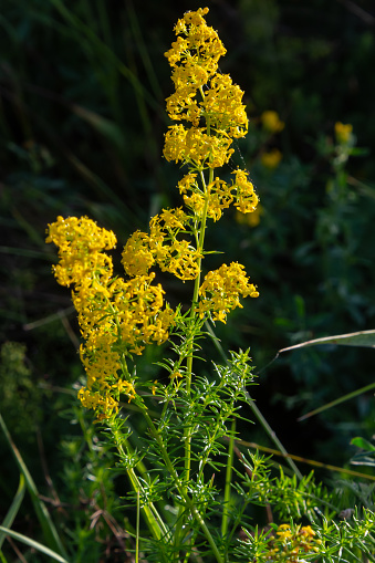 Flowering meadow, Galium verum, lady's bedstraw or yellow bedstraw. Galum verum is a herbaceous perennial plant. Healthy plant.