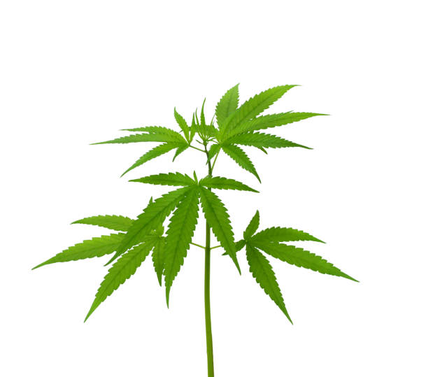 cannabis plant isolated on a white background - white indian hemp imagens e fotografias de stock