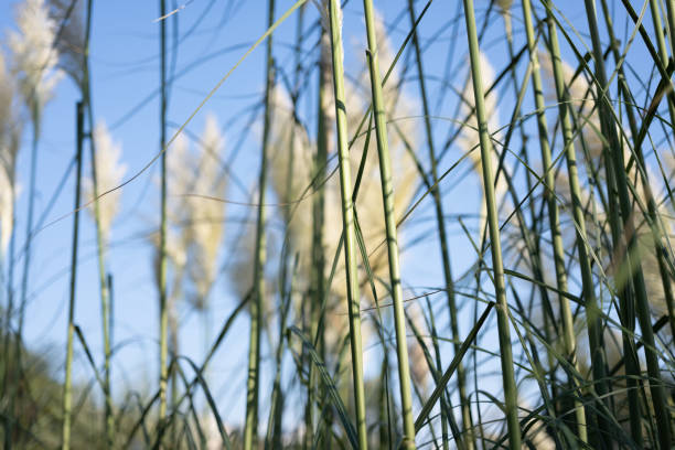 Pampas grass clear in light pastel colors. Dry reeds boho style. Set with beautiful decorative dry flowers. Rush bed, reed-bed.