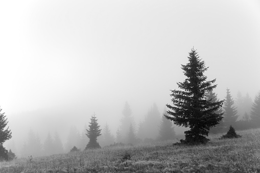 Alpine landscape in the fog.