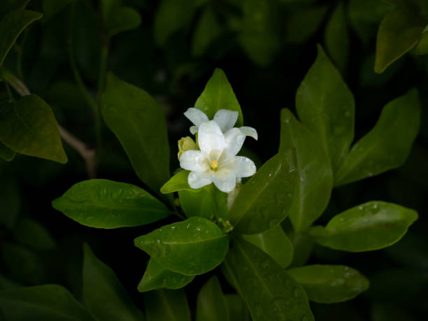 istock Orange Jessamine Flowers Blooming 1419231970
