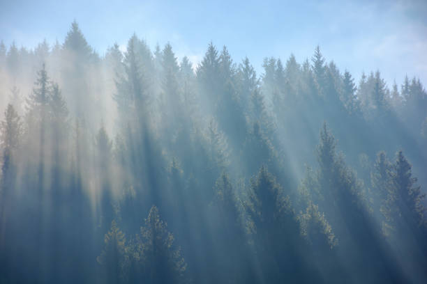 istock sunny morning in the misty forest on the hill 1419231984