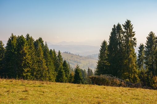 spruce trees on the meadow. rural valley in the distance. sunny weather with fluffy clouds on the blue sky. countryside scenery in evening light