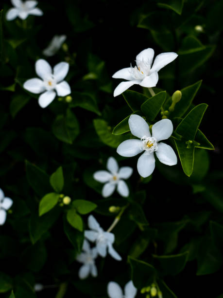 istock White Gardenia Flowers Blooming 1419232078