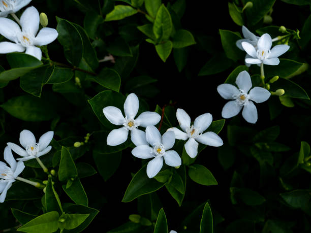 istock White Gardenia Flowers Blooming 1419232168
