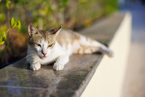 Red Mackeral Tabby Van cat lying down on garden wall and looking down, domesticated mix-breed cat