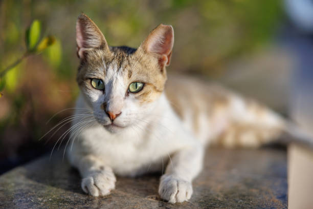 Close-up on Red Mackeral Tabby Van cat lying down on garden wall and looking at something attentively, domesticated mix-breed cat