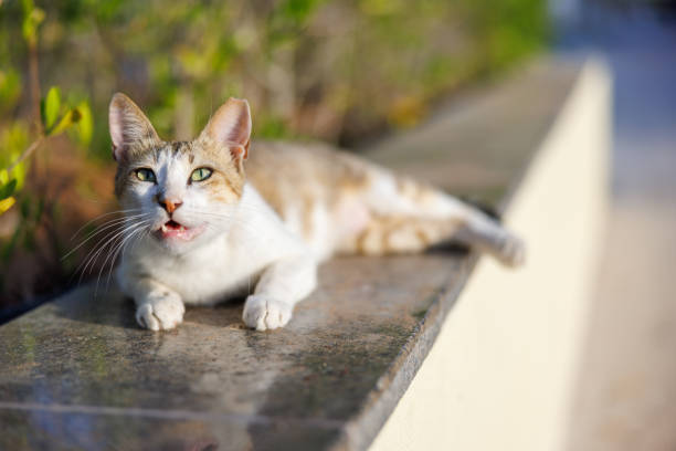Red Mackeral Tabby Van cat lying down on garden wall and looking up with mouth slightly open, domesticated mix-breed cat