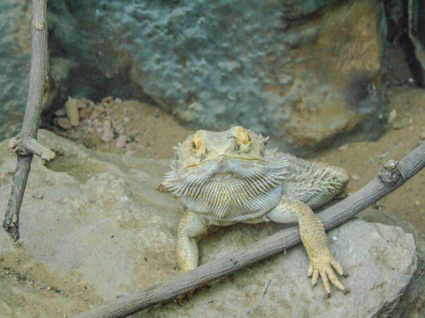 istock Inland bearded dragon (Pogona vitticeps). Closeup shot 1419233880