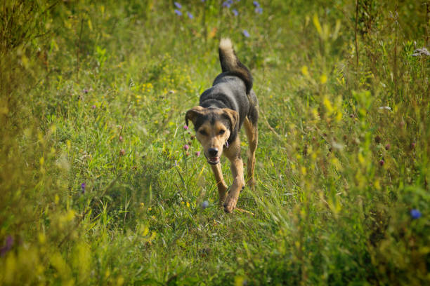 un chiot chien lituanien joue sur le terrain en été - dog scratching flea dog flea photos et images de collection