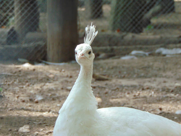 istock white peahen at the zoo in summer 1419233900