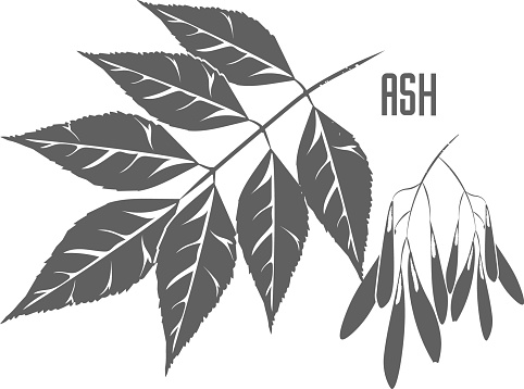 Ash leafs and seeds vector silhouette. Medicinal tree branch with leaves. Fraxinus tree silhouette for pharmaceuticals and cosmetology.