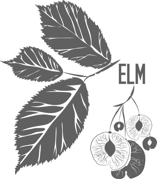 illustrations, cliparts, dessins animés et icônes de branche d’orme médicinale avec feuilles et graines illustration vectorielle - elm leaves