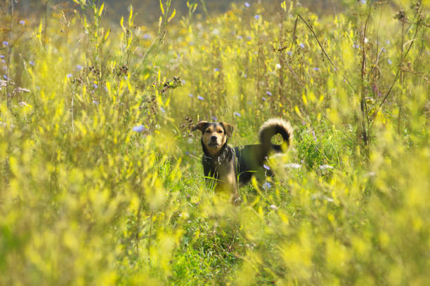 un chiot chien lituanien joue sur le terrain en été - dog scratching flea dog flea photos et images de collection