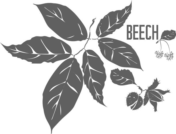 Branch beech with leafs and nuts vector illustration Common beech leafs and nut vector silhouette. European beech medicinal tree branch with leaves. Fagus sylvatica male flowers and leafs silhouette for pharmaceuticals and cosmetology. beech tree stock illustrations