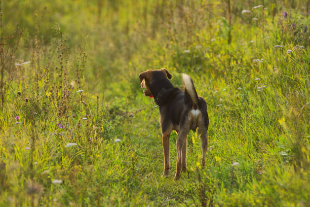 un chiot chien lituanien joue sur le terrain en été - dog scratching flea dog flea photos et images de collection