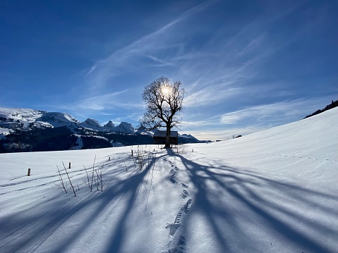 A magical play of sunlight and shadow during the alpine winter on the snowy slopes of the Churfirsten mountain range in the Obertoggenburg region, Alt St. Johann - Switzerland (Schweiz)
