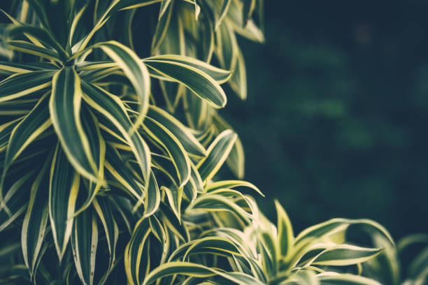 istock Lush tropical trees foliage background. 1419237117