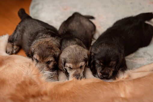 Three puppies are sucking milk from mother dog breast. Mom dog feeding her newborns. Golden Retriever