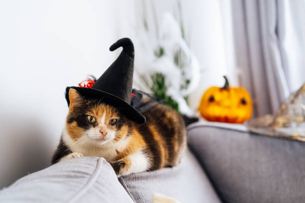 istock Multicolored cat lying on the gray couch in witch hat with decorative Halloween Jack o lantern pumpkin on the background. Autumn, fall holidays home decoration. Halloween animals. Selective focus. 1419238806