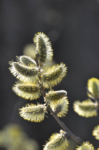 branche fleurie de saule (salix caprea) - goat willow photos et images de collection