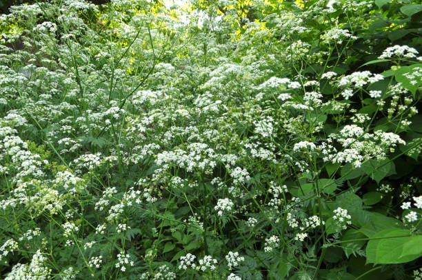 anthriscus sylvestris pousse à l’état sauvage - cerfeuil sauvage photos et images de collection