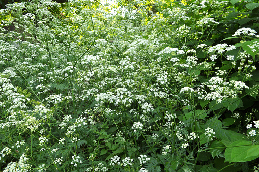 Anthriscus sylvestris grows in the wild in spring
