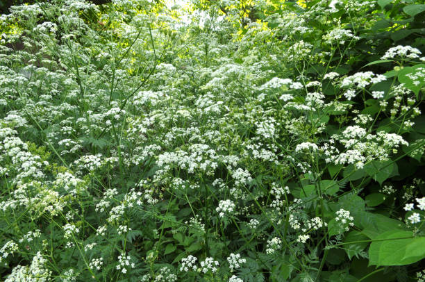 Anthriscus sylvestris grows in the wild Anthriscus sylvestris grows in the wild in spring cow parsley stock pictures, royalty-free photos & images