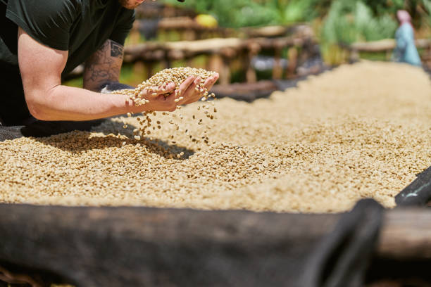 istock Young man picking out fresh coffee beans at washing station 1419242575