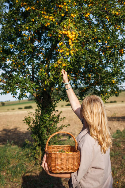 黄色いミラベルプラムをバスケットに摘む女性 - plum fruit basket wicker ストックフォトと画像