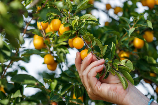 istock Hand picking ripe yellow mirabelle plum 1419242665