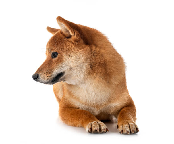 istock shiba inu in studio 1419242667