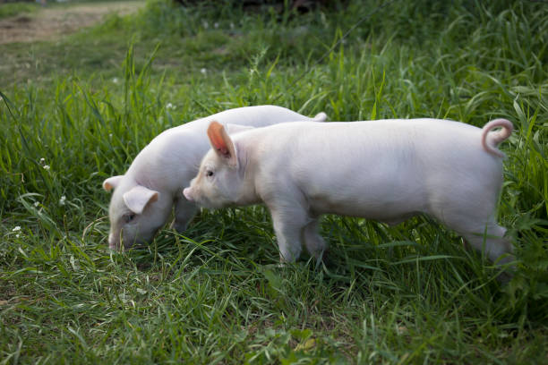 istock Two white cute pigs walk on the green grass and look at the camera and study everything around. 1419242727
