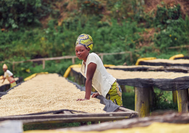 Smiling female worker standing near drying tabels at coffee washing station Side view of female worker standing near drying tabels at coffee washing station in Africa rwanda stock pictures, royalty-free photos & images