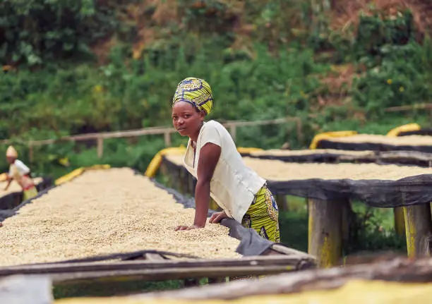 Side view of female worker standing near drying tabels at coffee washing station in Africa