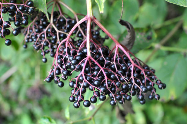 racimo de bayas de saúco con bayas maduras - elderberry fotografías e imágenes de stock