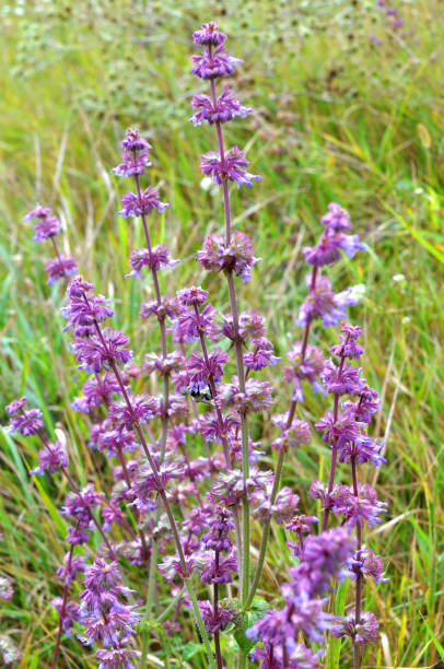 istock In nature, the blooms Salvia verticillata 1419244105