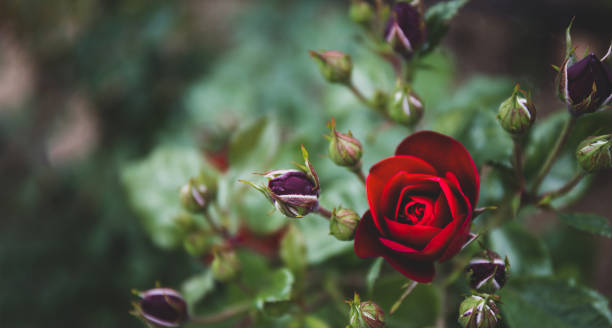 Garden red roses in the garden close-up, web banner with free space for text Garden red roses in the garden close-up, web banner with free space for text. High quality photo spring bud selective focus outdoors stock pictures, royalty-free photos & images