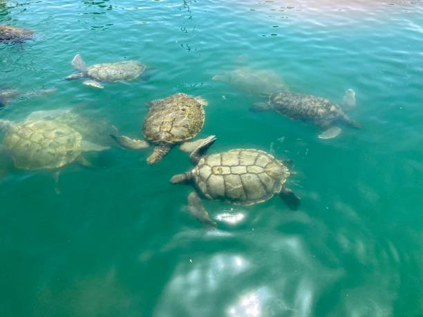 Cayman Island - Gerorge Town - Turtle