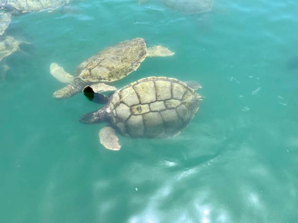 istock Cayman Island - Gerorge Town - Turtle 1419245079